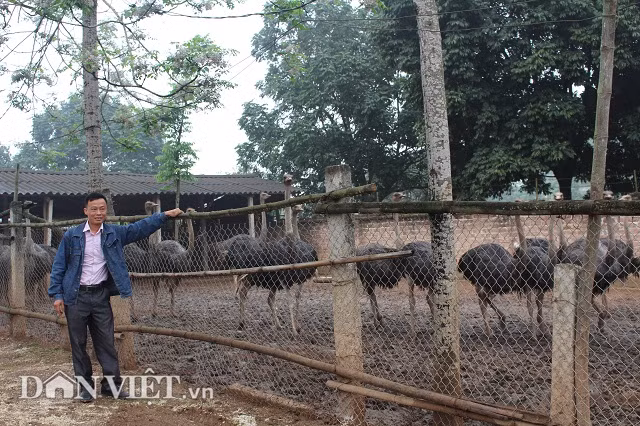 Tiet lo tuyet chieu nuoi chim khong lo lai tien ty