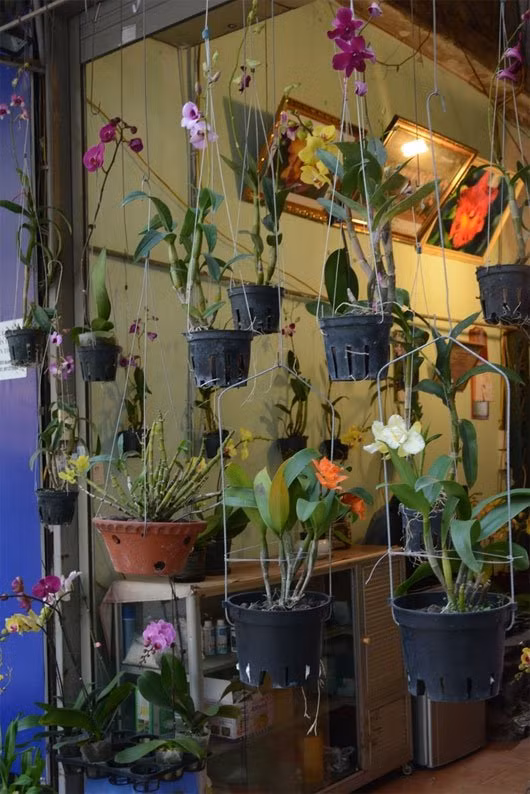 Nhiều loại hoa lan được trưng bày rất bắt mắt.