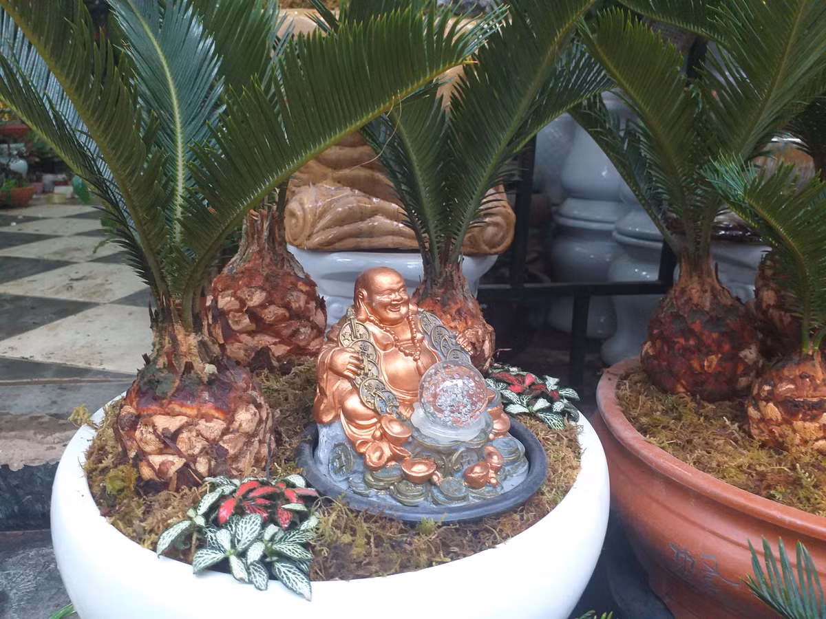 Một trong nhiều loại cây được ưa chuộng ngày Tết là vạn thế. Như tên gọi, loại cây này có ý nghĩa mang sự trường tồn của sức sống, đem lại sức khỏe và hạnh phúc cho gia chủ.