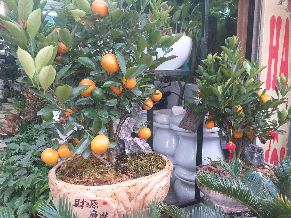 Một chậu quất bonsai có giá gần 2 triệu đồng.