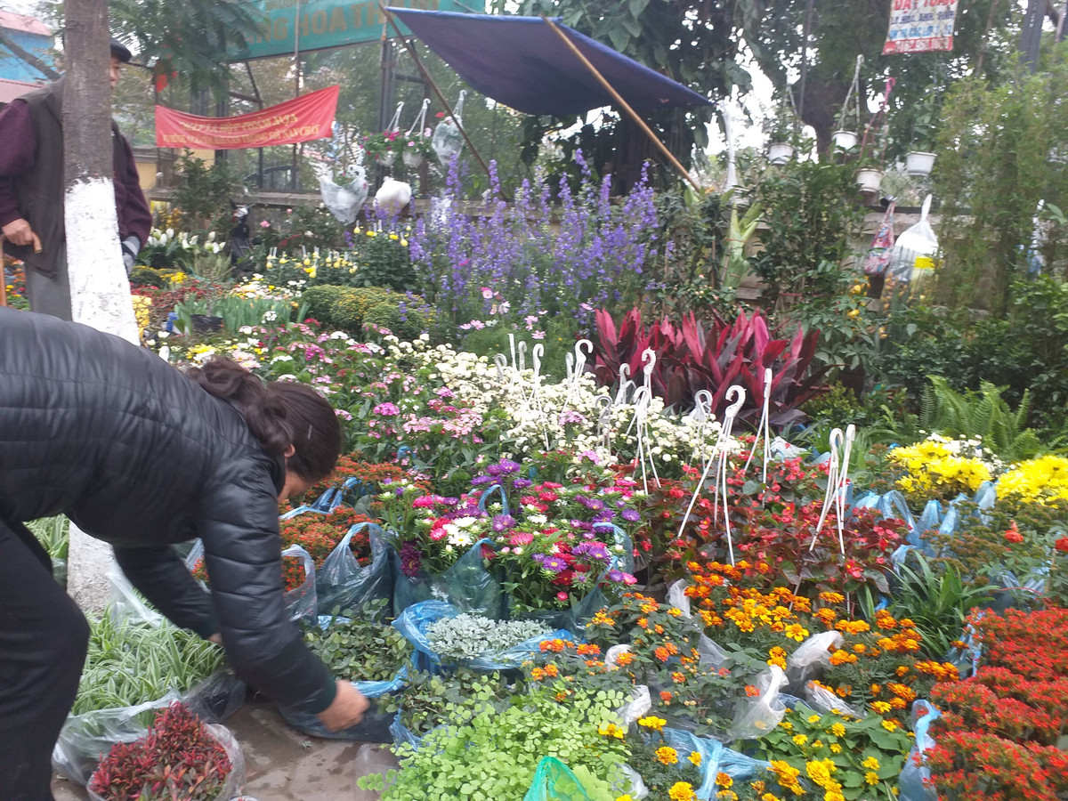 Một chủ quầy hoa nhận định: "Năm nay thời tiết xấu nên hoa không tốt như mấy năm trước. Nhiều nhà trồng hoa bị lỗ nhưng vẫn không dám tăng giá".