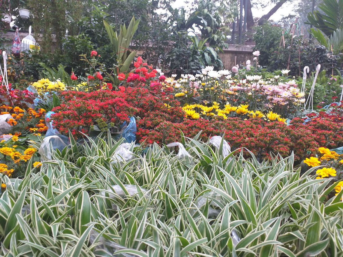 Chỉ còn khoảng 1 tuần sẽ chính thức bước sang năm mới Kỷ Hợi. Các tiểu thương nơi đây đã "trang trí" cho những vỉa hè nhộn nhịp màu sắc.