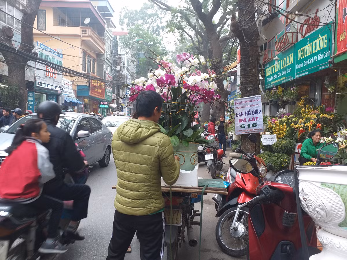 Lan hồ điệp cũng được nhiều người chuộng mua bởi giá cả không quá đắt. Một chậu hoa 7 cành sẽ có giá trên dưới 2 triệu đồng.