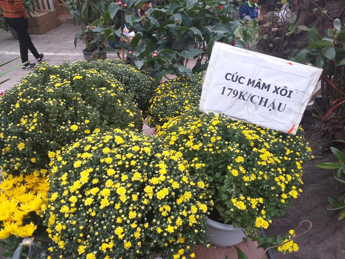 Cúc mâm xôi có giá dao động từ 160.000 đến 300.000 đồng/chậu.