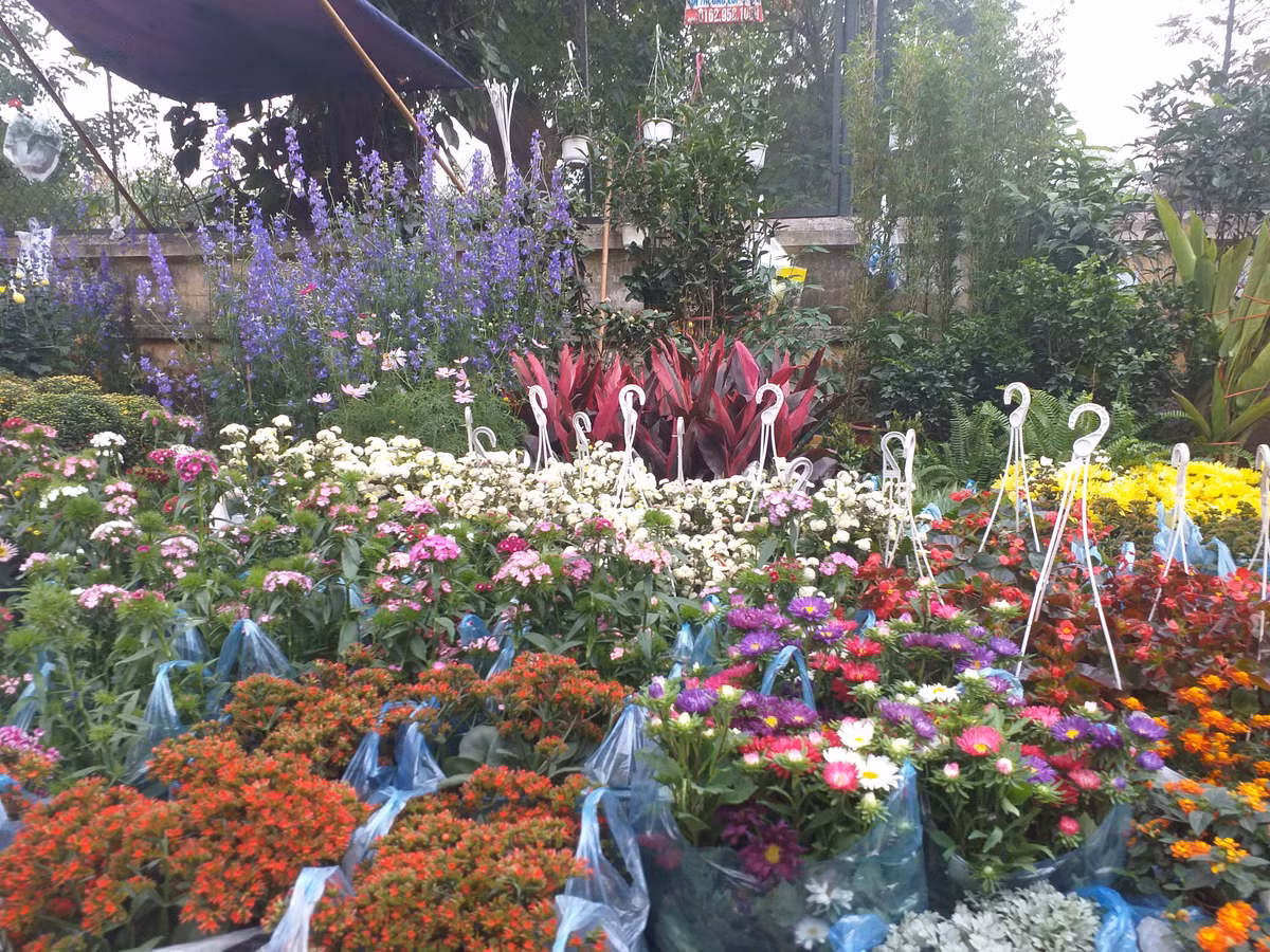 Các loại cây cảnh nơi đây rất đa dạng với đủ mọi giống hoa, cây cảnh, bon-sai, chậu hoa... Trong đó đồng tiền, hồng, lan, thủy tiên… là những loại hoa được nhiều khách hỏi mua nhất.