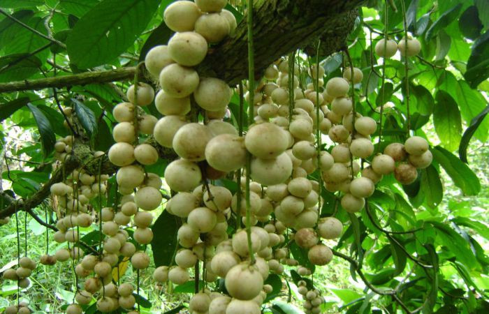 Vườn dâu sai trĩu quả, thích mắt. Ảnh: Nguoisaigon.