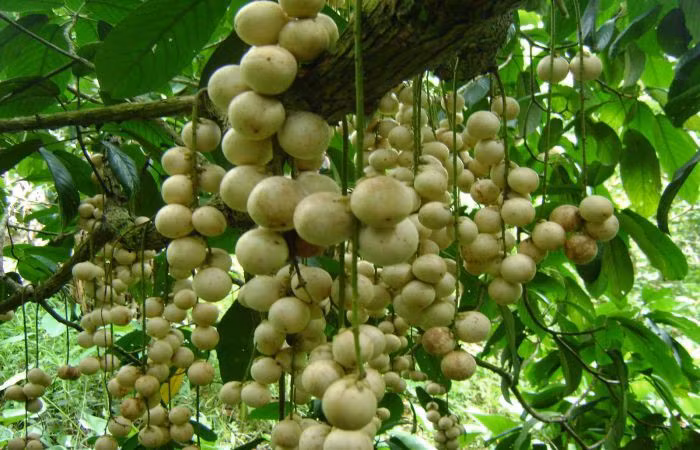 Vườn dâu sai trĩu quả, thích mắt. Ảnh: Nguoisaigon.