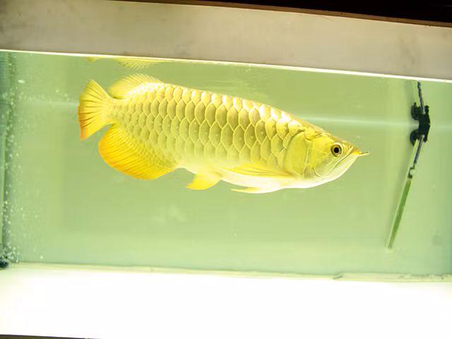 Hình dáng siêu sang chảnh, màu sắc như một thỏi vàng 24k thu hút ánh nhìn của người xem. Ảnh: Việt Báo.