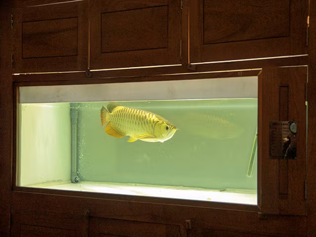 Do sự phát triển ở phần lưng sớm hơn các loài khác nên khi trưởng thành, màu sắc chủ đạo của cá rồng Kim Long Quá Bối là màu vàng óng giống như thỏi vàng 24k.