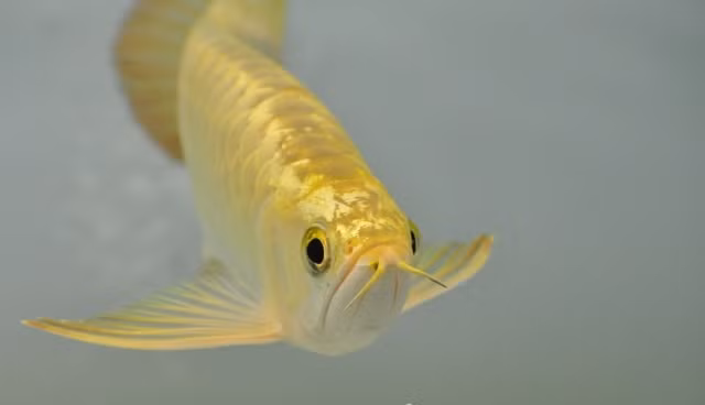 Cá rồng Kim Long Quá Bối 24k 9999 rất có giá trong họ Kim long quá bối với màu vàng óng uy nghi của bậc Đế vương. Chính vì quan niệm như vậy mà nhiều người có tiền mong muốn sở hữu loài cá quý hiếm này vì cho rằng giàu sang phú quý ắt hẳn sẽ tự tìm đến.