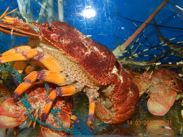 Tôm mũ ni có hình dáng và màu sắc sặc sỡ, bắt mắt. Sở dĩ vậy bởi nguồn thức ăn chính của nó là san hô và động vật có chất dinh dưỡng, khoáng chất tự nhiên cao. Cũng chính vì thế khi ăn thịt tôm mũ ni đỏ thường có vị ngọt thanh, thơm với giá trị dinh dưỡng cao, nhiều protein tốt cho sức khỏe. Tại Việt Nam, tôm mũ ni có nhiều ở các vùng biển Quảng Ninh, Bình Thuận, Vũng Tàu, Kiên Giang.