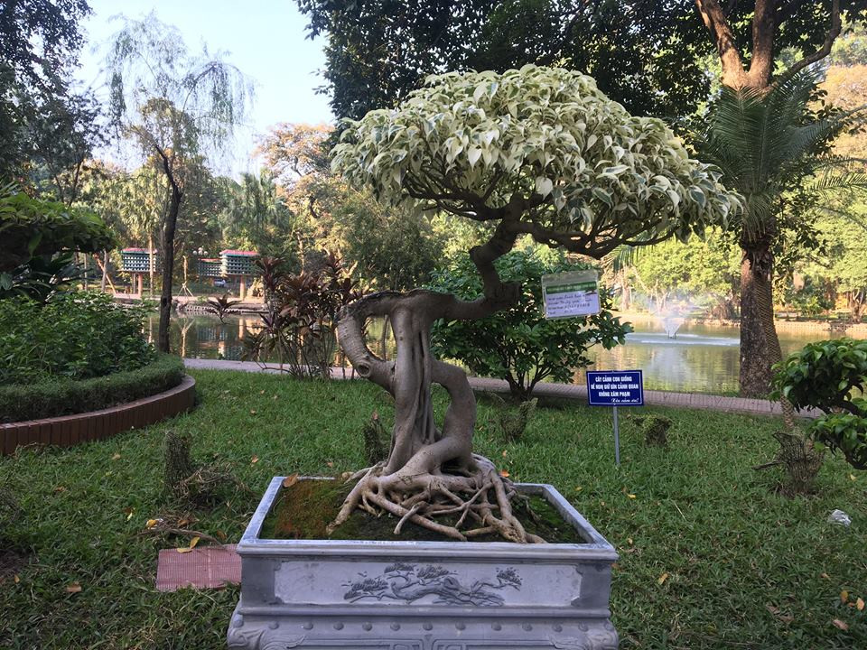 Ấn tượng đầu tiên với cây sanh này là toàn bộ lá của nó có màu trắng bạch lạ mắt. Theo lý giải của chủ cây sanh, sở dĩ lá cây có màu trắng như vậy bởi vì nó bị đột biến gen. Dù vậy đây cũng chính là chi tiết khiến cây sanh trở nên đặc biệt và nổi bật hơn.