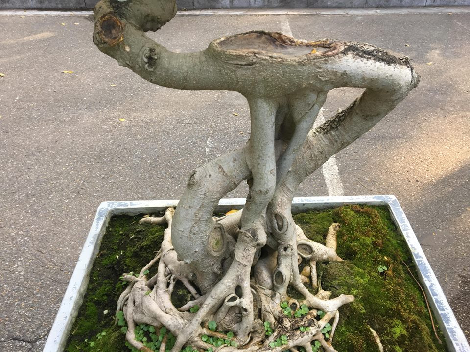 Được biết, toàn bộ thân cây đều được tạo hình tự nhiên.