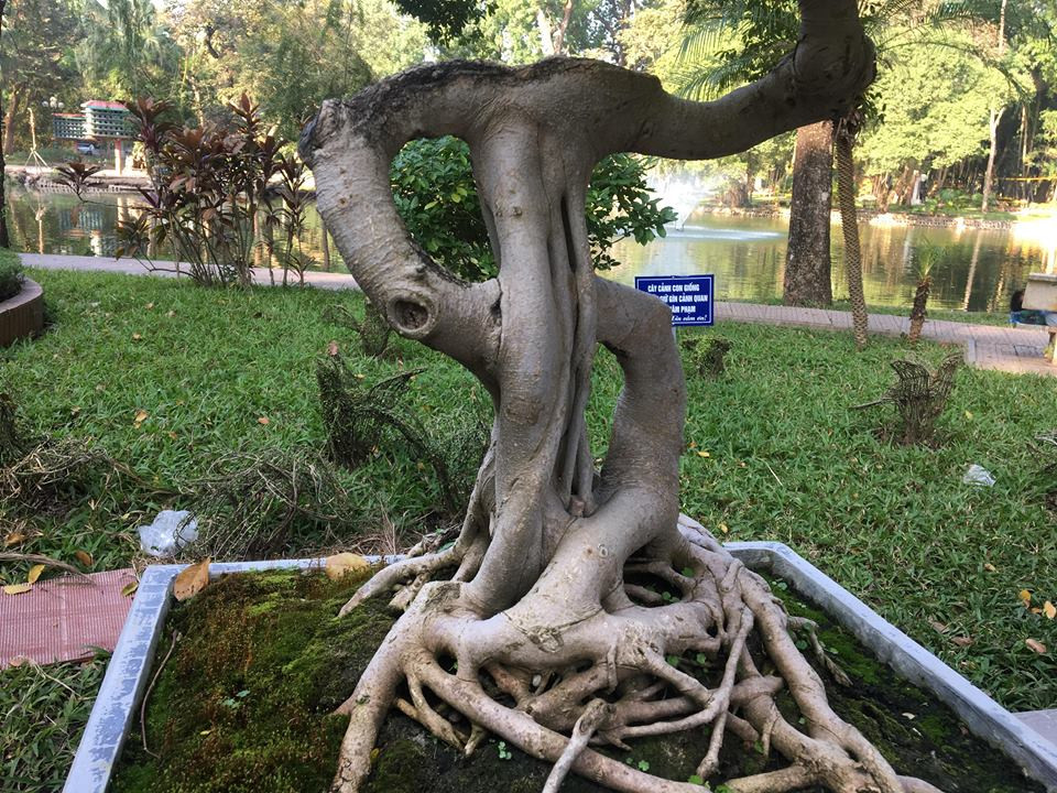 "Ban đầu ngắm cây tôi ấn tượng và cũng không khỏi tò mò vì toàn bộ lá cây có màu trắng. Không chỉ vậy nhìn kĩ còn phát hiện thân cây có dáng hình đồng đô la. Thực sự đây là một tác phẩm nghệ thuật lạ mắt", một khách hàng sành chơi cây cảnh cho biết.