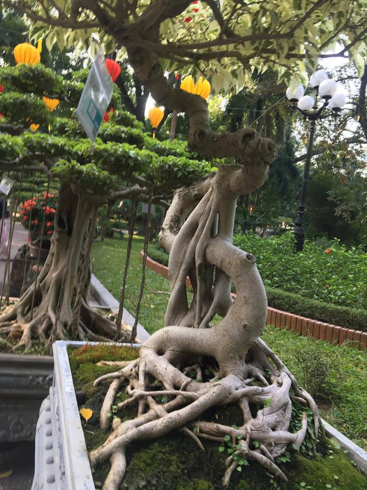 Phần thân uốn hình chữ S.