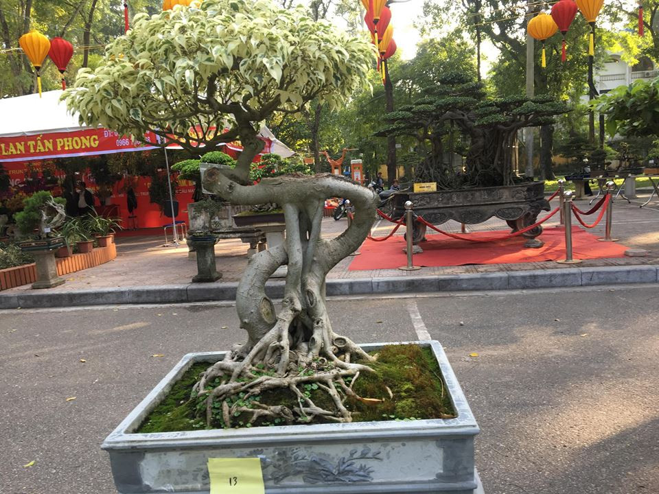 Cây sanh cảnh có tên "Sanh bạch ngọc" của anh Phùng Quốc Tình ở Long Biên, Hà Nội thu hút sự chú ý của hầu hết khách tham quan tại chương trình Trưng bày sinh vật cảnh Thủ đô diễn ra ở Công viên Bách Thảo.