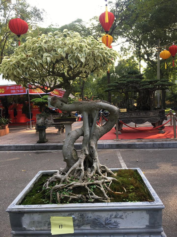 Bên cạnh đó, cây sanh cảnh độc lạ này còn khiến nhiều người bất ngờ khi tạo dáng hình biểu tượng đồng đô la Mỹ rất đẹp.