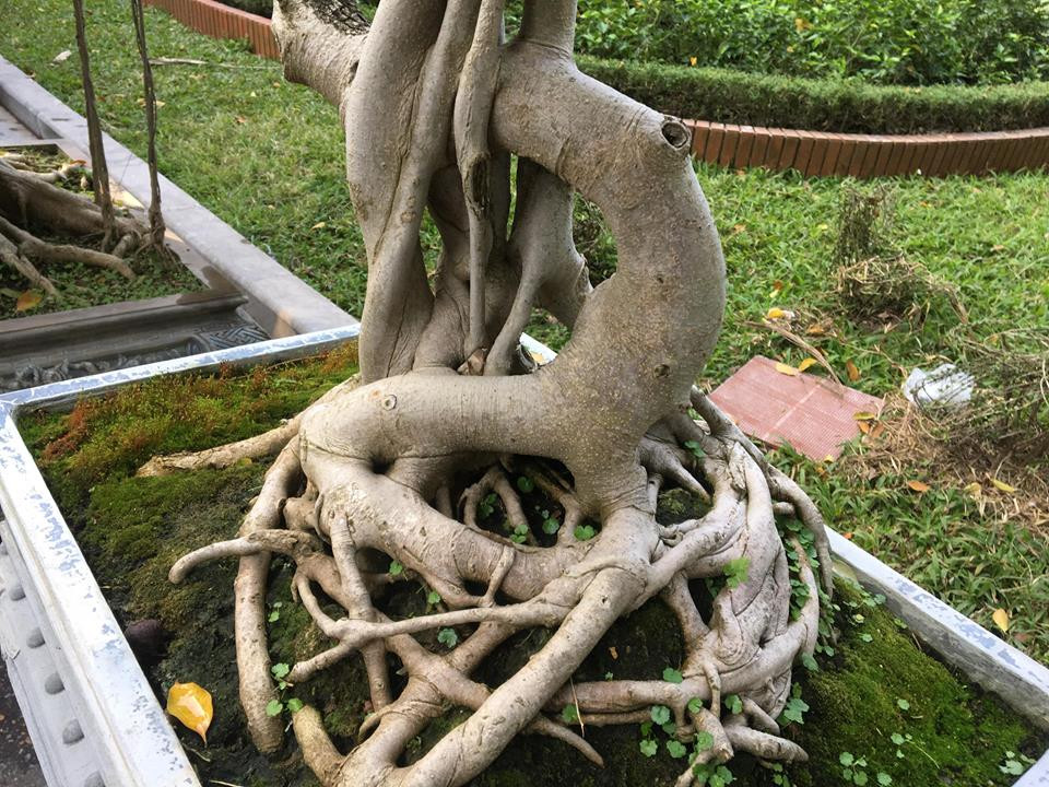 Rễ sanh uốn quanh nổi mềm mại trên mặt chậu siêu đẹp.