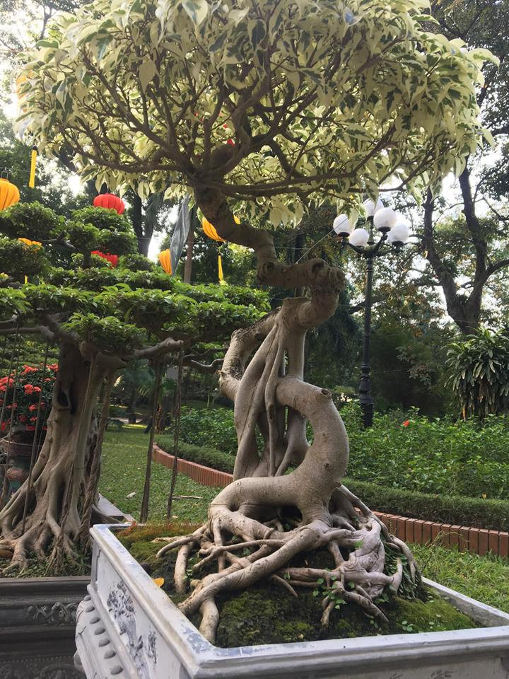 Nhiều người còn dự đoán cây sanh này phải có giá lên đến trăm triệu vì độ độc lạ hiếm thấy của nó.