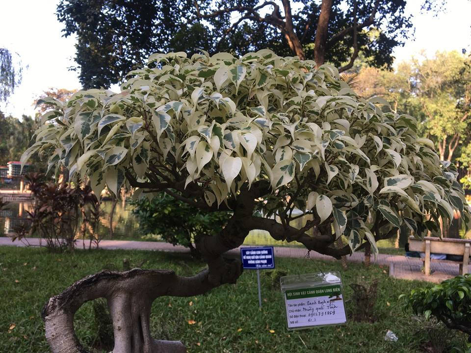 Cận cảnh tán lá màu trắng thoạt nhìn như bị hư hỏng của cây sanh cảnh.