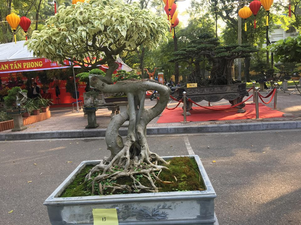 Nhìn tổng thể, cây sanh cảnh này có dáng uốn lượn uyển chuyển dù không bị can thiệp bởi bàn tay con người trong quá trình chăm bón.