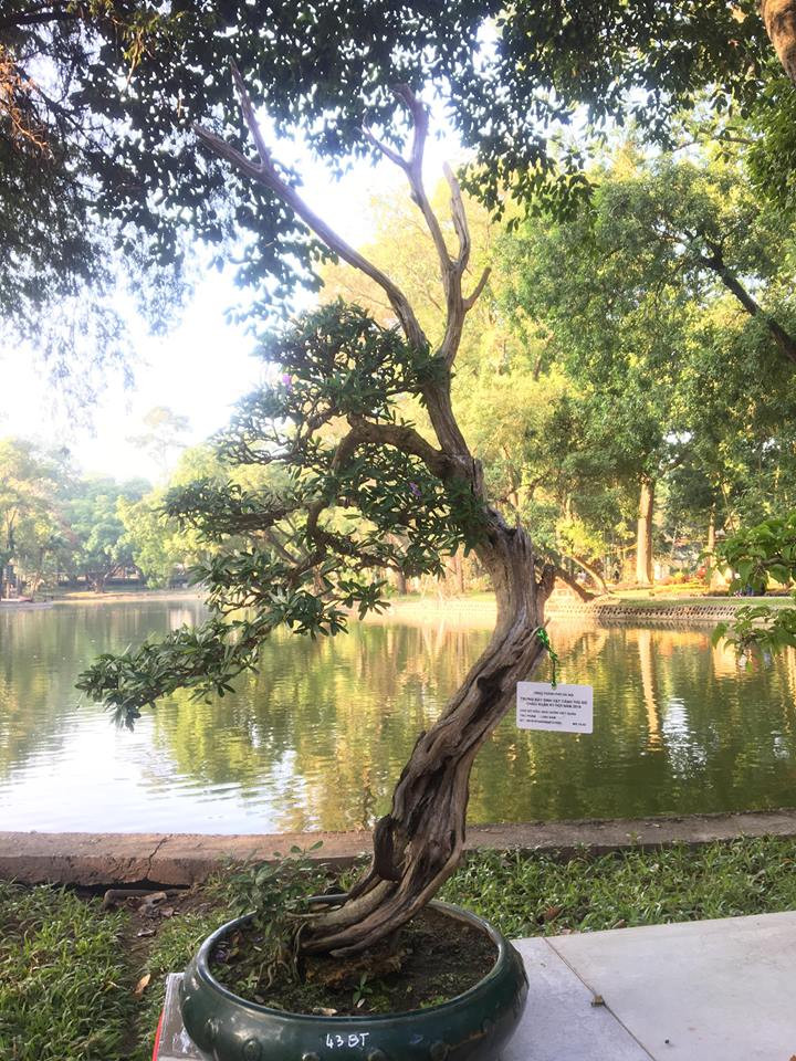 Thân cây linh sam còn bị mục rỗng nhiều chỗ nhưng vẫn có một nhánh chĩa ra lên lá tuyệt đẹp.