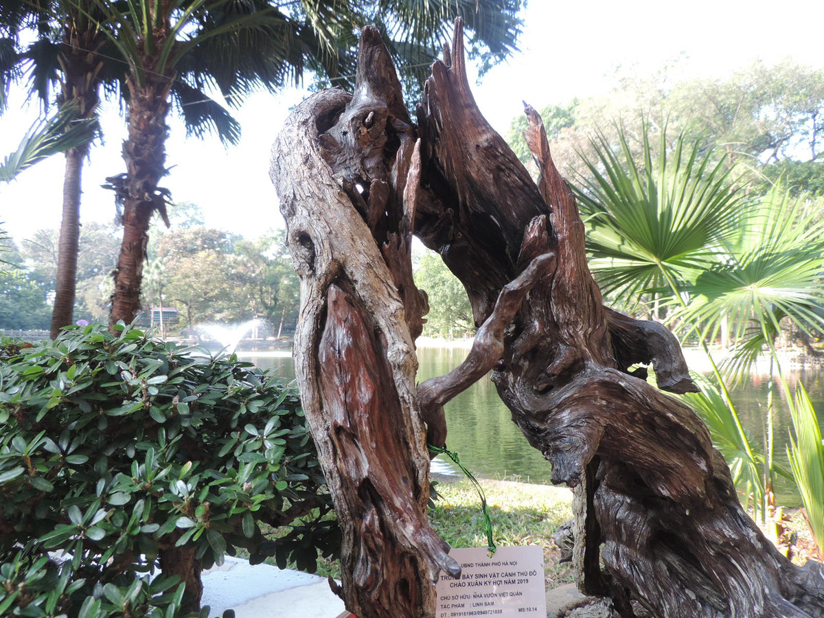 Được biết cây linh sam này có tuổi đời trên dưới 50 năm và được nhiều người trả giá cao ngất ngưởng nhưng chủ nhân của nó không chịu bán.