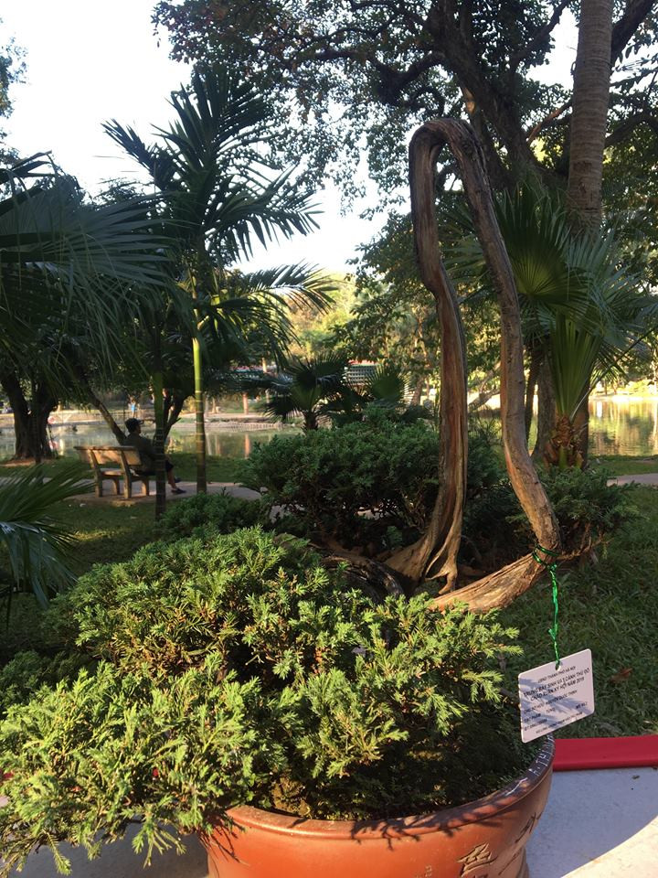 Cây tùng thế độc lạ nhất từng thấy với phần thân mảnh khảnh uốn gấp, ngọn cây chĩa thẳng xuống đất.