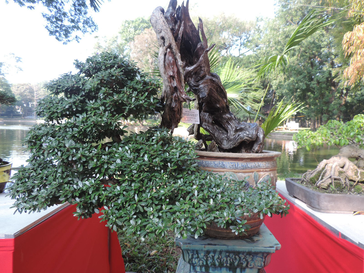 Cây linh sam dáng đổ của nhà vườn Việt Quân được đánh giá là một trong những siêu phẩm bonsai hiếm có.