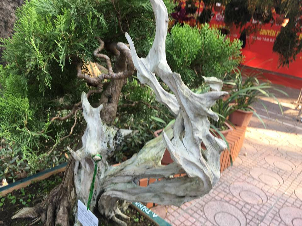 Phần thân khô hóa đá vẫn uốn lượn cũng chính là chi tiết khiến cây cảnh này trở nên đặc biệt hơn trong mắt người xem.