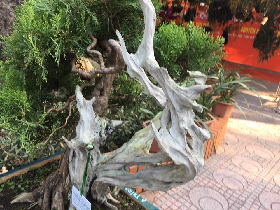 Phần thân khô hóa đá vẫn uốn lượn cũng chính là chi tiết khiến cây cảnh này trở nên đặc biệt hơn trong mắt người xem.