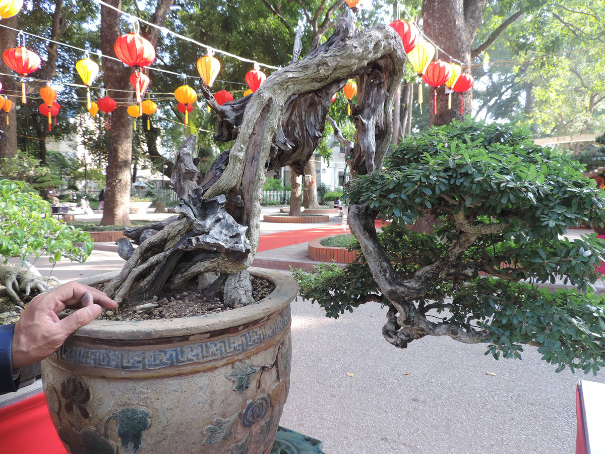 Độc đáo nhất là ở phần thân cây khô thế gấp đổ và vươn ra với tán lá xanh tốt.