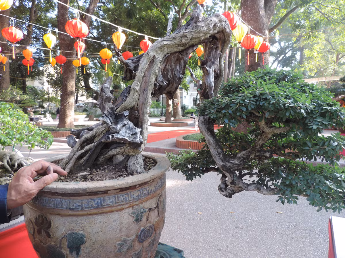 Độc đáo nhất là ở phần thân cây khô thế gấp đổ và vươn ra với tán lá xanh tốt.