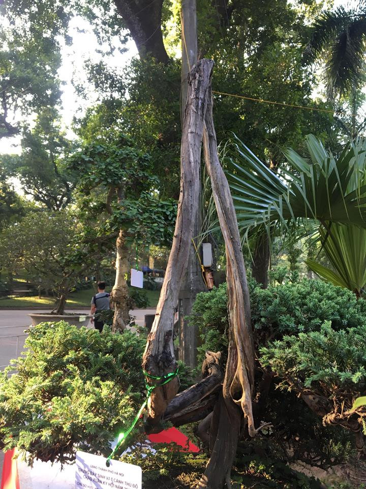 Thoạt nhìn, thân cây như sắp gãy. Nhưng những tán lá um tùm quanh gốc cây lại khiến người xem phải bất ngờ.