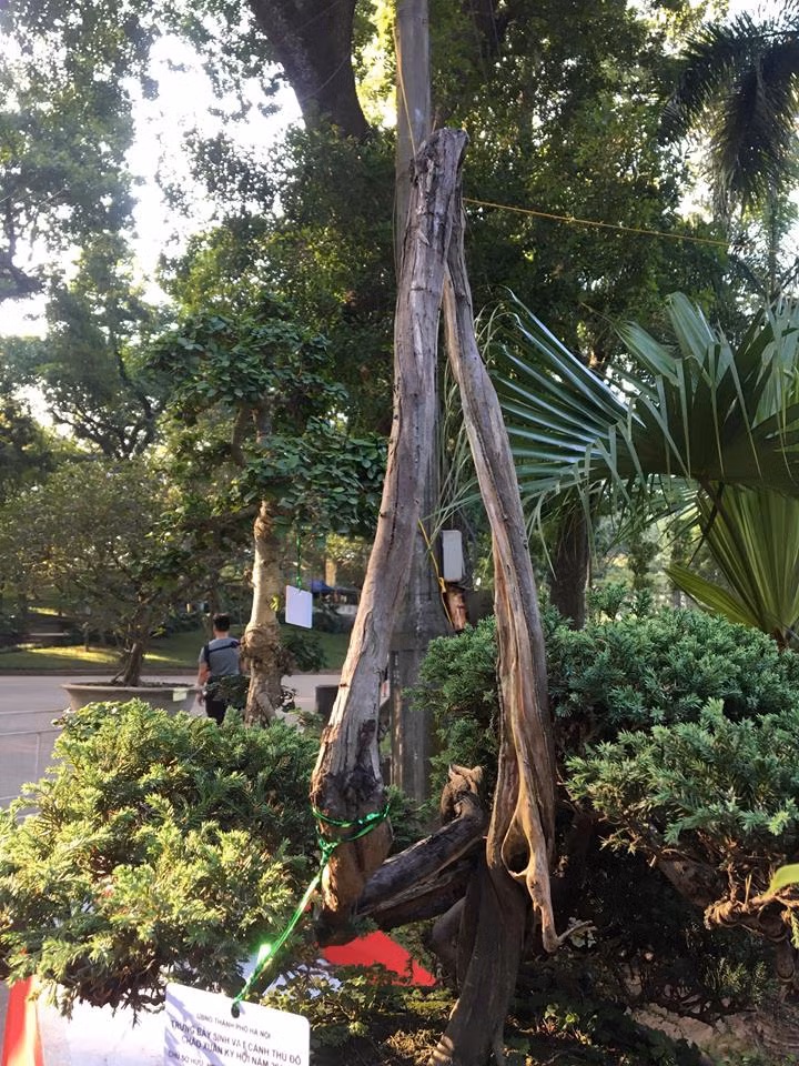 Thoạt nhìn, thân cây như sắp gãy. Nhưng những tán lá um tùm quanh gốc cây lại khiến người xem phải bất ngờ.