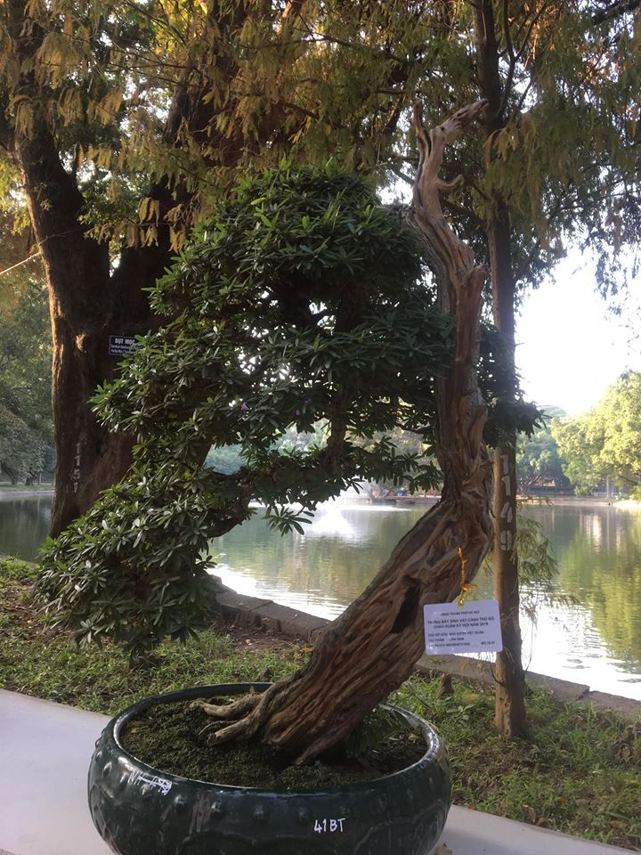 Sự kết hợp ăn ý giữa phần thân khô và tán lá tươi tốt đổ dáng xuống khiến cây linh sam này có vẻ đẹp khiến nhiều người ngạc nhiên.