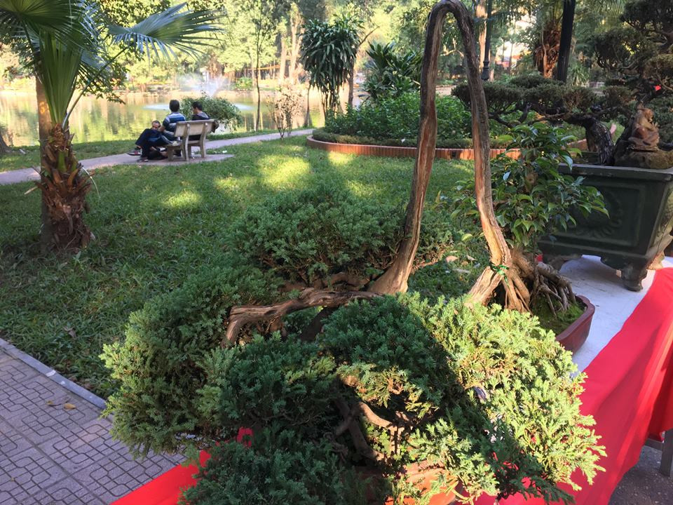 Ông Thế Hoàng, một người sành chơi cây cảnh chia sẻ: "Tôi ví cây tùng này như một con quái vật kiểu vươn đầu xuống đất rất lạ".