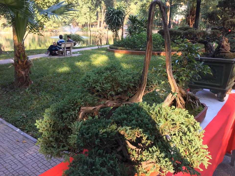 Ông Thế Hoàng, một người sành chơi cây cảnh chia sẻ: "Tôi ví cây tùng này như một con quái vật kiểu vươn đầu xuống đất rất lạ".