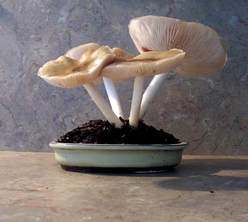 Những chậu nấm nho nhỏ đẹp mắt có thể dùng để bài trí tạo điểm nhấn cho ngôi nhà của bạn. (Ảnh Wp)