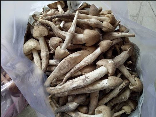 Nấm mối có hương vị đặc trưng, khác hẳn các loài nấm khác: giòn, ngon, ngọt. Ảnh: Namlimxanh.