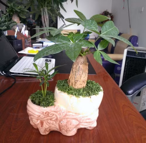 Cây kim ngân không chỉ có khả năng sinh trưởng mạnh mẽ mà còn giúp mang lại may mắn cho chủ nhân. (Ảnh Hstatic)