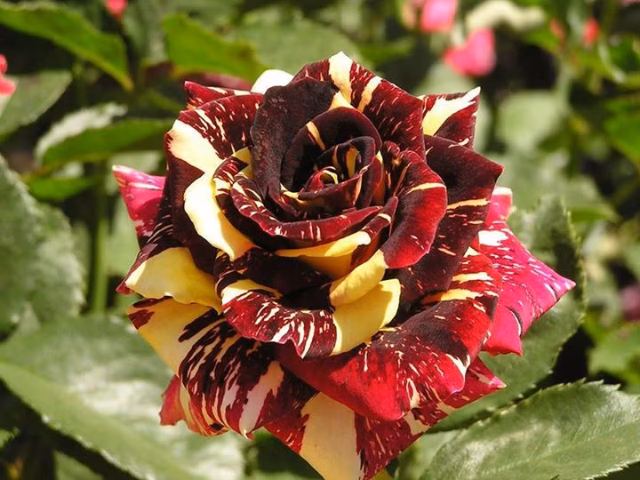 Theo chia sẻ của một người bán hoa tại đây, năm nay thị trường xuất hiện loại hoa hồng sọc Abracadabra và rất được ưa chuộng.