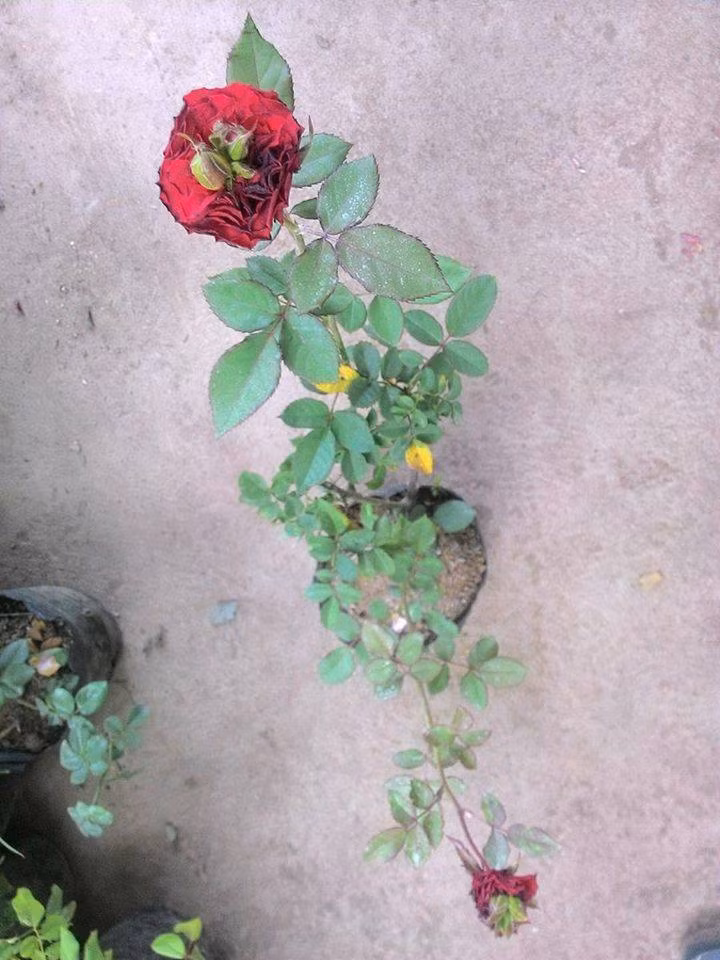 Giá hoa chậu tại nhiều cửa hàng ở phố Hoàng Hoa Thám, Hà Nội cũng tăng khá nhẹ. Bình quân từ 200.000 - 300.000 đồng/chậu, tăng khoảng 40.000 - 50.000 đồng/chậu so với ngày thường.