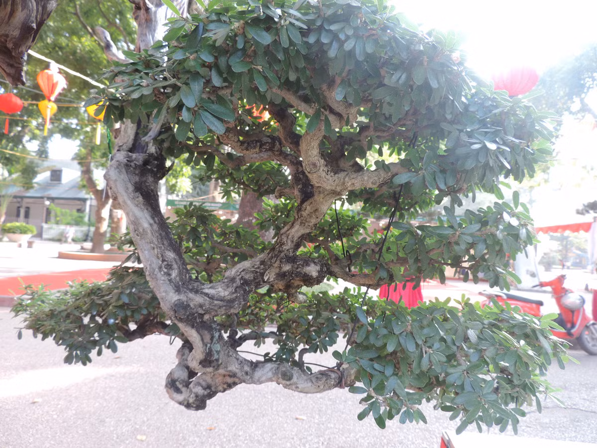 Điểm đó đối lập hoàn toàn với tán lá xanh thể hiện sự “hồi hướng” của cây.