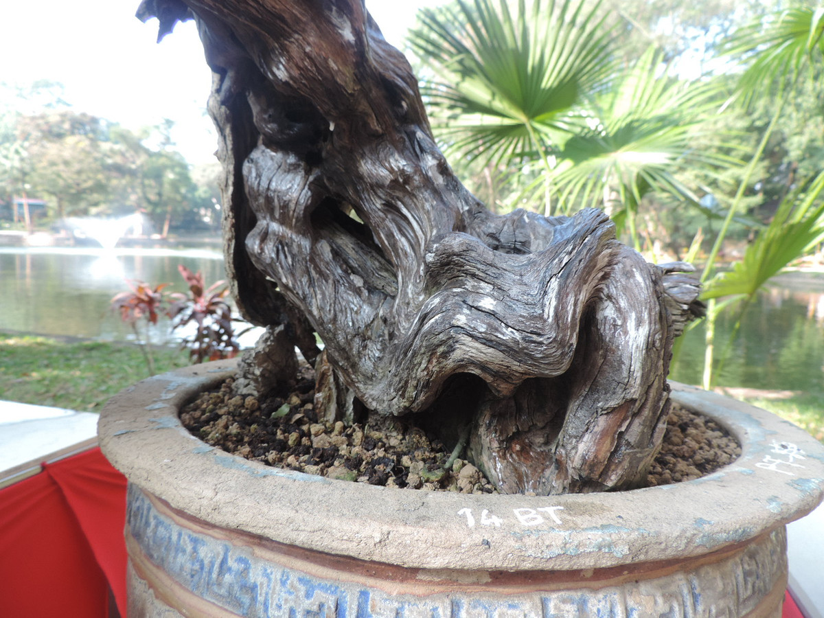 Đặc biệt hơn, phần lũa của cây linh sam còn có thể đổi màu nếu có nước thấm qua.