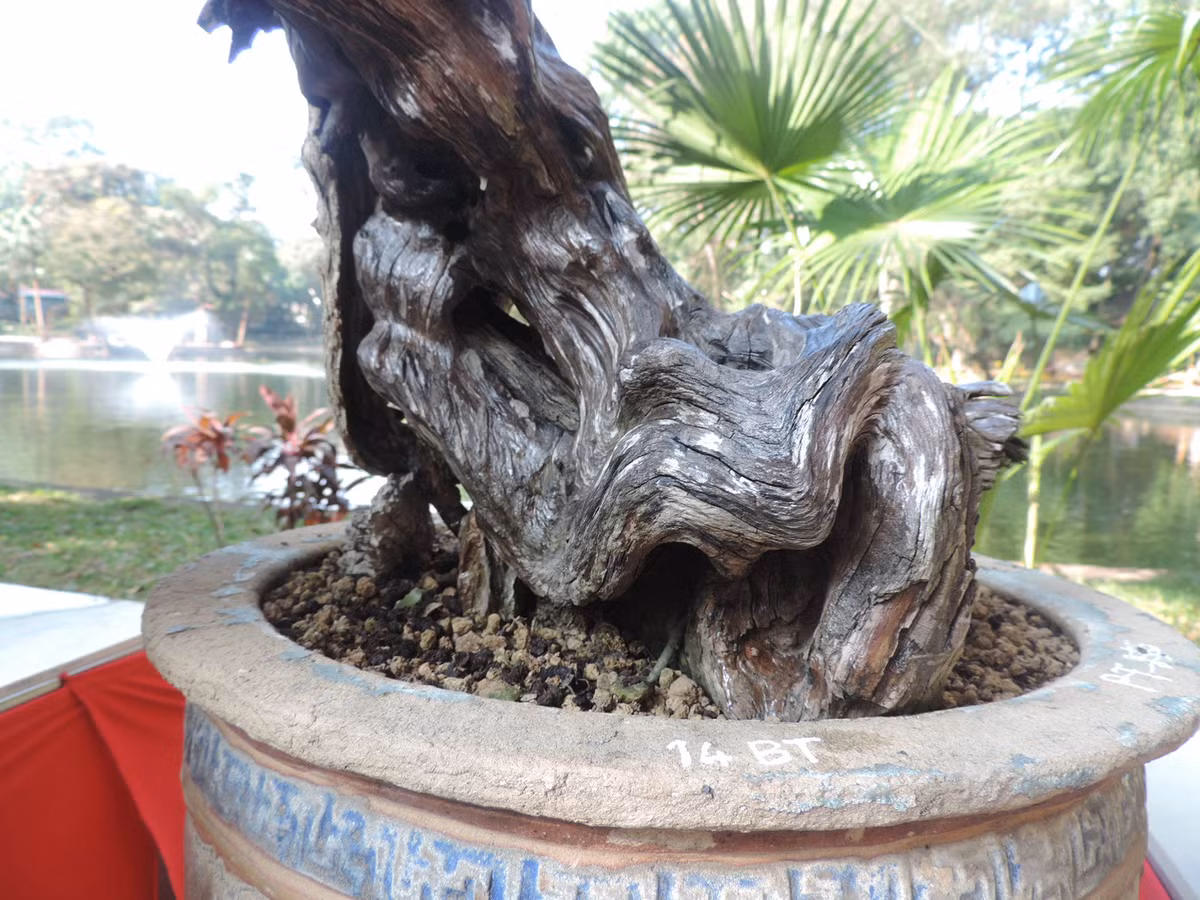 Đặc biệt hơn, phần lũa của cây linh sam còn có thể đổi màu nếu có nước thấm qua.