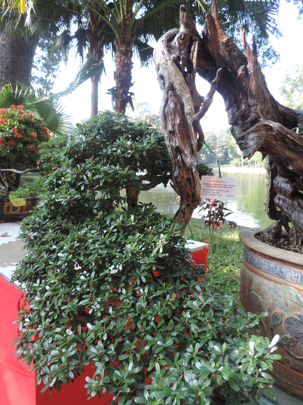 Dân chơi cây cảnh gọi loại cây này là cây hóa thạch vì với những cây bonsai linh sam đẹp, phần lõi có thể tạo ra những đường lũa hết sức nghệ thuật và bắt mắt. Phần lõi của cây cứng như gỗ sưa, có đường gân, viền...