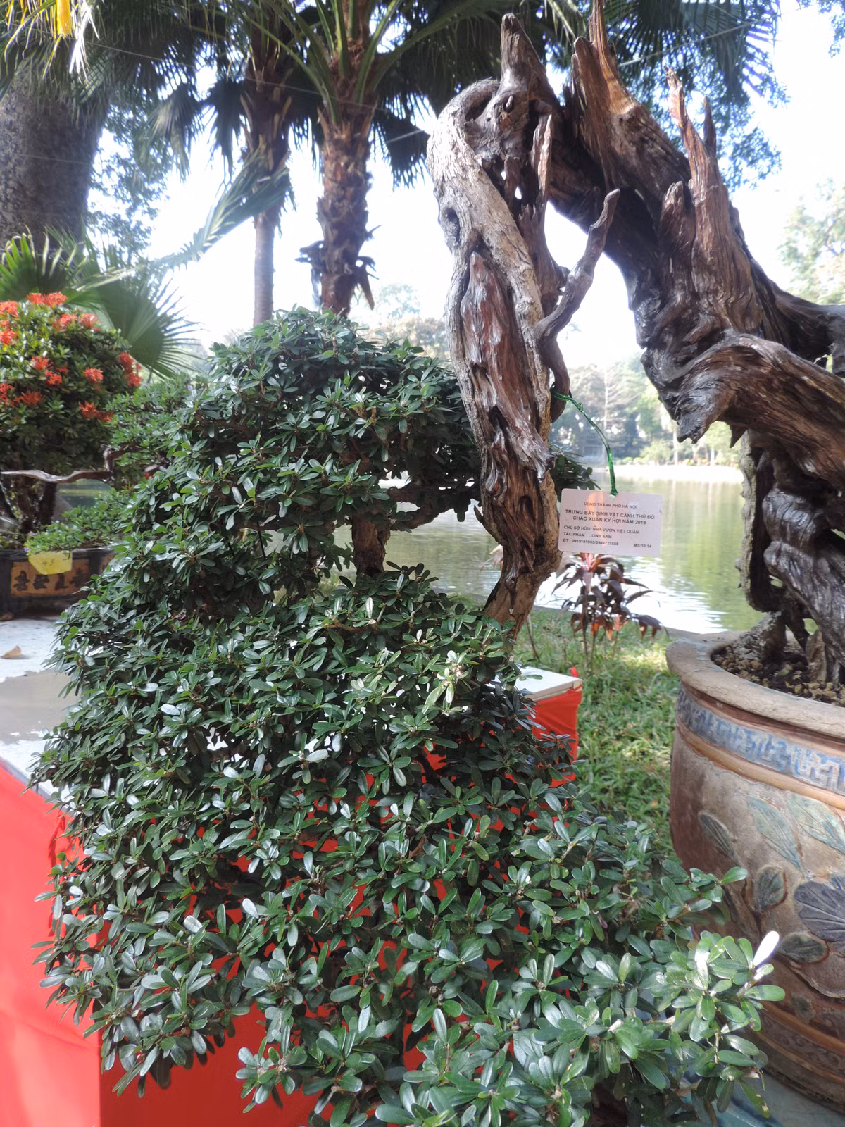 Dân chơi cây cảnh gọi loại cây này là cây hóa thạch vì với những cây bonsai linh sam đẹp, phần lõi có thể tạo ra những đường lũa hết sức nghệ thuật và bắt mắt. Phần lõi của cây cứng như gỗ sưa, có đường gân, viền...