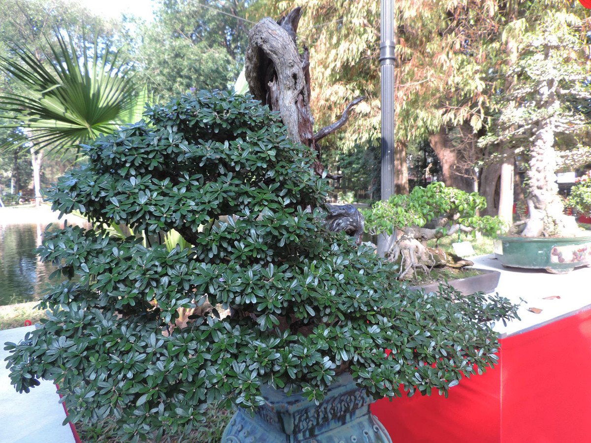 Được biết tác phẩm này từng được trả giá đến 600 triệu đồng nhưng chủ nhân của nó vẫn không chịu bán.