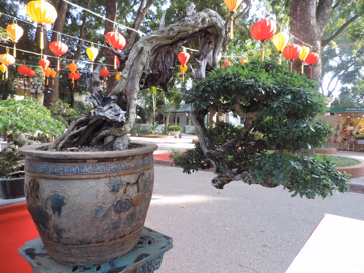 Sự độc đáo của tác phầm này nằm ở chỗ cây vẫn có thể sống khi thân cây dường như khô khốc, gốc cây bám chắc vào đá, cảm giác cheo leo giữa trời mây, ngọn cây vươn lên tạo hình ảnh của sự kiên trì nhẫn nại... Đây cũng là nguyên do chính khiến chủ nhân gọi nó là "Mảnh đời còn sót lại".